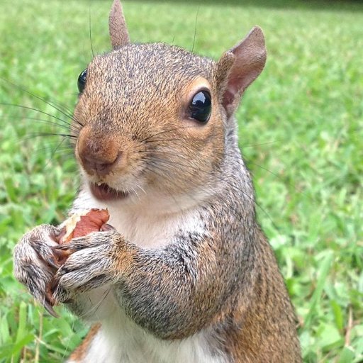 #NYR #BillsMafia #NHL 🏒 #LetsGoBuffalo #VGK #gobills #FleuryFan #squirrels