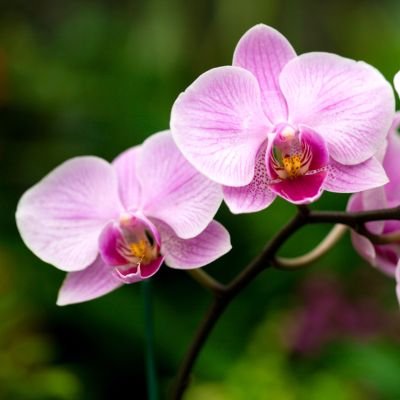 AedoMjesus's profile picture. 