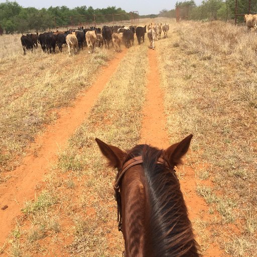 God-fearing, horse-riding, land-loving, tree-hugging, bird-watching cattle raiser