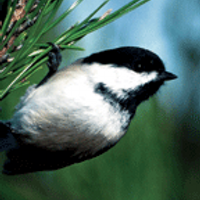 RIAudubon (@riaudubon) 's Twitter Profile