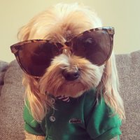 Elise (@calypso) 's Twitter Profile