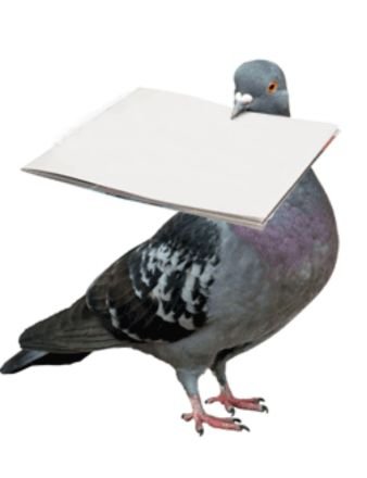 GroovyPigeon's profile picture. Supporter of all things Manx.