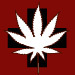 shr_COS's profile picture. Providing Colorado Springs with the highest quality MMJ