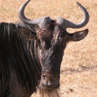 Just a big black scary Gnu.  Mostly harmless.  A wild and grazey guy.