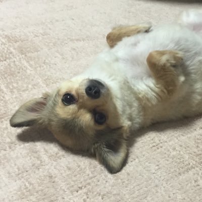 kuronekomaai's profile picture. 