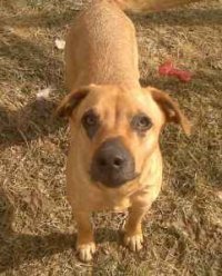 mipetsitters's profile picture. Lansing Pet Sitters designs a customized, personal care systems for you and your loved pet in your own home.