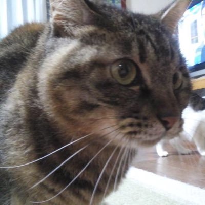 don_chan0's profile picture. 意見を、言葉を持ち、世界の現実を直視して他者を思える国であってほしい。香港や台湾、ミャンマー、チベット、ウイグルの問題で、各国の顔色ばかりうかがって明言しないのは歯がゆい。ロシアにも「ノー」と言って、将来「あの時の判断で世界が救われた」と言われる国になってほしい。🇵🇸Gaza支援🙏⬇️