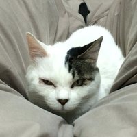 BugMaker (@bugmsk) 's Twitter Profile