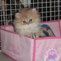 nyankojya 🗣️🗣️ (@nyanrinnda) 's Twitter Profile