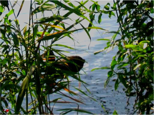 trixie_larue's profile picture. If I'm breathing, I'm fighting. Or laughing. Or sleeping. Or eating. Like, RT don't always mean "agree."