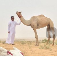 البرنس💕💕 (@figgthviirdf46k) 's Twitter Profile