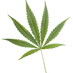 Legalize Weed (@Legalize420) Twitter profile photo