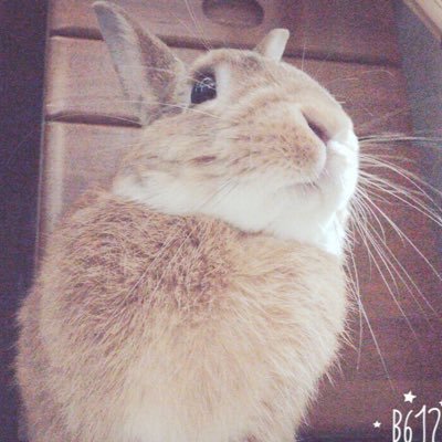 hy8rtpc1's profile picture. 勝工1年 剣道部 元水戸3中 うさぎ大好きフォローよろしく！