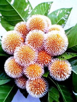 nepalihacks's profile picture. हामी कामलाई सरल तरिकाले कसरी गर्ने भन्ने उपाय दिन्छाैँ । संसारका उत्कृष्ट ह्याक र अाफ्नाे अनुभवलाई तपाईंमाझ सेयर गर्नेछाैँ ।