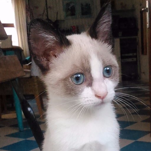 kitty_habana's profile picture. I am La Habana and I'm a kitten from Mallorca, Spain. I live in Porto Cristo in a beautiful house. My dream is becoming an astronaut cat once.