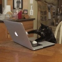 blackcat (@itme_vee) 's Twitter Profile Photo blackcat (@itme_vee) 's Twitter Profile Photo