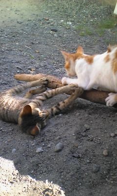 MuhammadKharish's profile picture. Yaa Dzaljalaaliwalikraam Amitna'aladdinil Islam