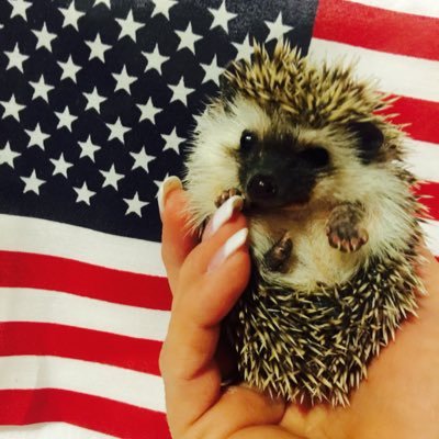 MHPhedgehog's profile picture. I am a USDA and Iowa licensed hedgehog breeder in southwest Iowa! I do ship to legal states! All my babies are hand raised to be very friendly!