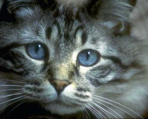 RJustCurious's profile picture. This curious cat is seeing how many followers I can get without ever having twittered a message. Follow me even though you’ll never know what I’m doing.