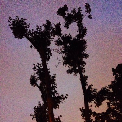 Yo soy un London planetree on Manhattan Ave in JC Heights. The city chopped my branches, pero estoy vivo.