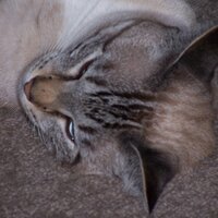 Jacqui Ewart (@jacquiewart) 's Twitter Profile