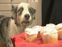 StainsTheDog's profile picture. i'm a hot slut.  gimme cupcakes.