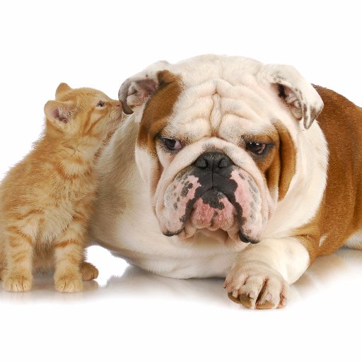 SirBritBullDog's profile picture. We should stop pussy footing around and go for a #NoDealBrexit #IntransigenceBrexit