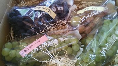 愛知県知多郡東浦町で、ぶどうの生産、直売、地方発送しています♪１１種類のぶどうを育ててます♪