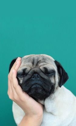 bhbh_yng's profile picture. 맞팔99.9999#멍뭉이#멍멍#강아지#고양이#반려동물#연예인#잼#아무거나#명언#사진#꽃