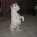 Sherry Gillespie - @davesguhl - Twitter