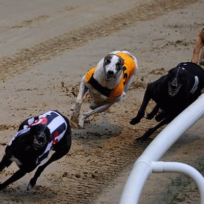 follow for great tips on on greyhound racing at major meetings such as Romford and Nottingham,