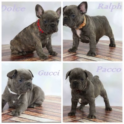 Wales strongest breed of french bull dogs solid BLUE&TAN owner of the first male blue and tan french bulldog born in the UK all KC registered