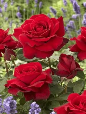 sahnouneabdelk2's profile picture. ‏‏‏‏‏‏‏‏‏‏‏‏‏‏‏‏‏‏فلسطين في القلب