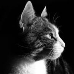 Introversclame's profile picture. Introversion