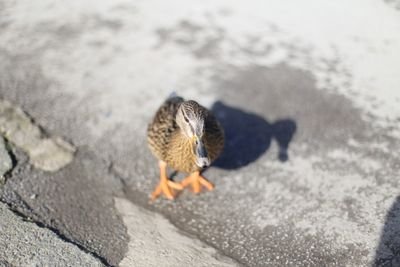 lightshadowligh's profile picture. 