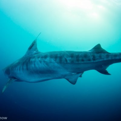 I'm a female 8.9 ft tiger shark tagged by @OCEARCH. Named in honor of a young shark lover who died at the age of 8 from liver cancer, Lexi Speight.