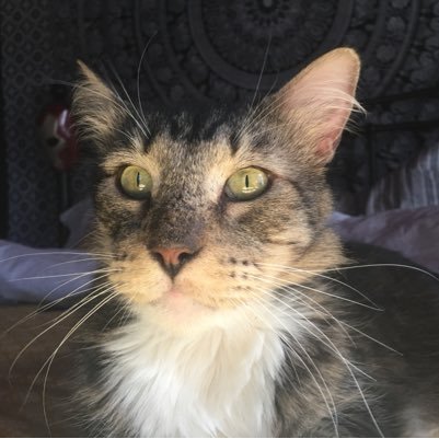 I'm a lovable Maine Coon. My humans picked me from a shelter on 7/8/16. Enjoying my forever home