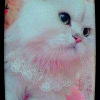 にゃろめ (@mintthirtycandy) Twitter profile photo