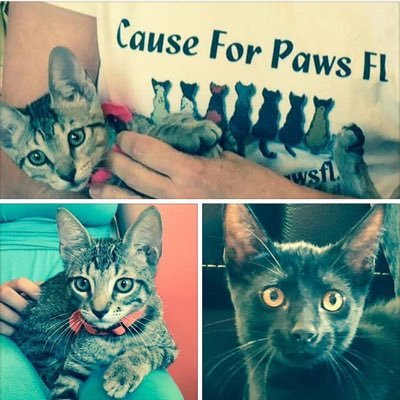 causeforpawsfl's profile picture. We try to find forever homes for abandoned kitties we come accross. We also spay/nueter vaccinate and release any ferrel cats. Donations are always needed