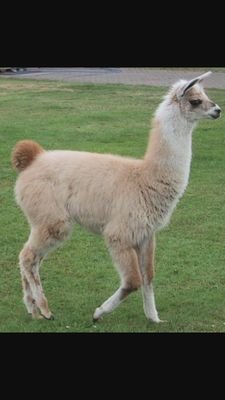 KawaiiNitemares's profile picture. ...why did i make this?