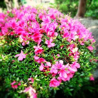 HomeDub's profile picture. 無言フォローお許し下さいませ