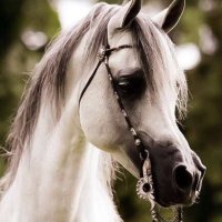 عبدالرحمن 🕊 (@hm411150) 's Twitter Profile