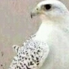 Profile Picture of صدى الأيام (@lynnetteortiz16) on Twitter