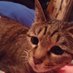 ゆいこぷす (@yuimzk) Twitter profile photo ゆいこぷす (@yuimzk) Twitter profile photo