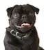 CutePuppies (@cuteexplanation) Twitter profile photo CutePuppies (@cuteexplanation) Twitter profile photo