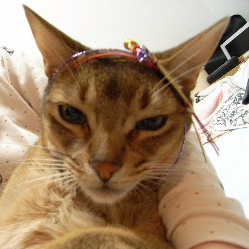 wolfgan53840310's profile picture. 猫ぷぎゅ、アビシニアンぷぎゅ、
ずっとボス夫婦と一緒ぷぎゅ！
たまにボスが代わりに呟くらしいぷぎゅ。