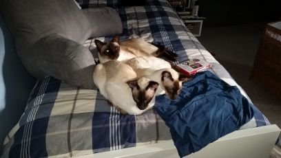 snahamo's profile picture. 