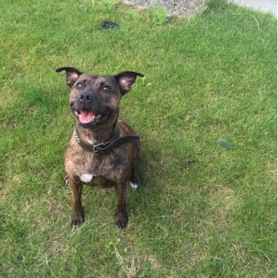 thunderbold099's profile picture. 