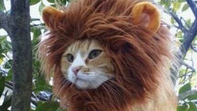 T'as vu ma crinière ? J'suis un lion j'te dis