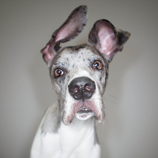 One year old. Disabled. Goofy Eared. Brain surgery survivor.